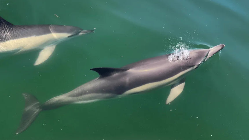 Lisaboni hajókirándulás delfinnézéssel és nyitott bárral