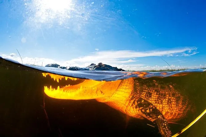 Miami hajókirándulás az Everglades vadon élő állatainak kalandjával kombinálva