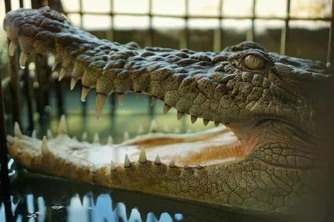 Miami hajókirándulás aligátoros vadállat-show-val és légpárnás hajó élménnyel