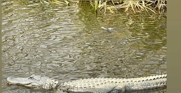 Family-Friendly New Orleans Boat Tour in the Manchac Bayou Swamp