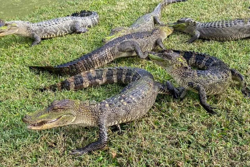 Family-Friendly New Orleans Boat Tour in the Manchac Bayou Swamp