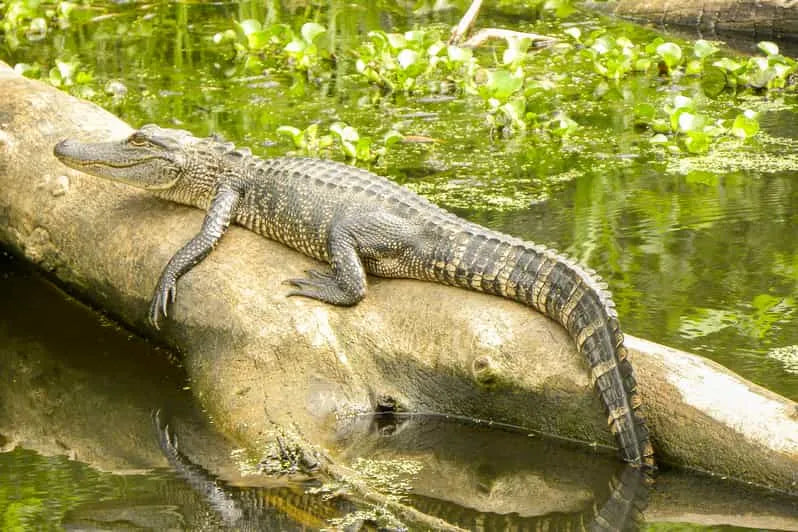 Family-Friendly New Orleans Boat Tour in the Manchac Bayou Swamp