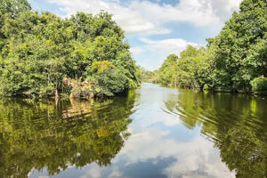 Family-Friendly New Orleans Boat Tour in the Manchac Bayou Swamp