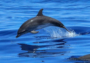 Lisbon Boat Tour with Dolphin Watching and Open Bar