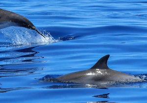 Lisbon Boat Tour with Dolphin Watching and Open Bar