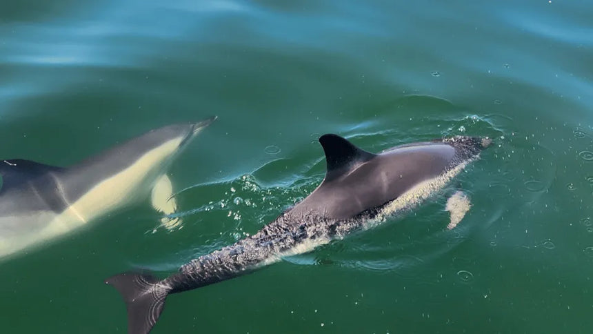 Lisbon Boat Tour with Dolphin Watching and Open Bar