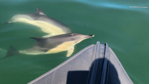 Lisbon Boat Tour with Dolphin Watching and Open Bar