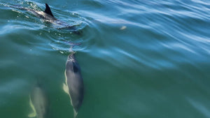 Lisbon Boat Tour with Dolphin Watching and Open Bar