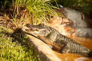 Miami Boat Tour Combined with Everglades Wildlife Adventure