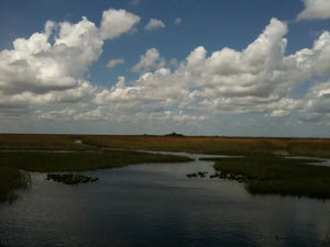 Miami Boat Tour Exploring Everglades Wildlife and Big Man the Alligator