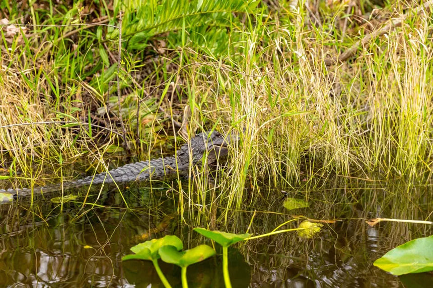 Miami Boat Tour to Millionaire’s Row and Everglades Airboat Ride