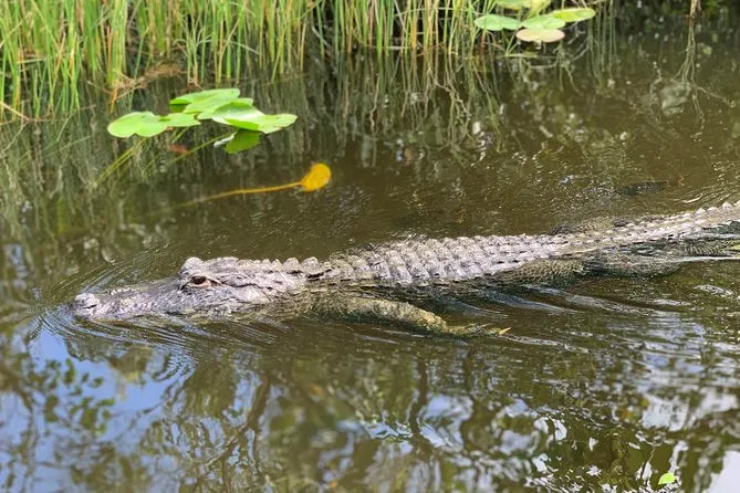 Miami Boat Tour with Alligator Wildlife Show and Airboat Experience