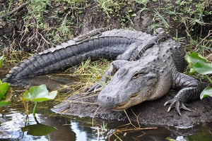 Miami Boat Tour with Alligator Wildlife Show and Airboat Experience