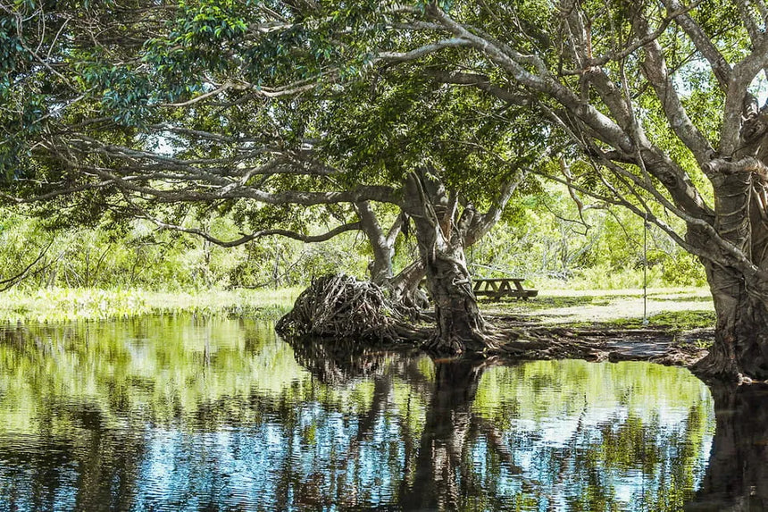 Miami Boat Tour with Everglades Adventure and Wildlife Activities