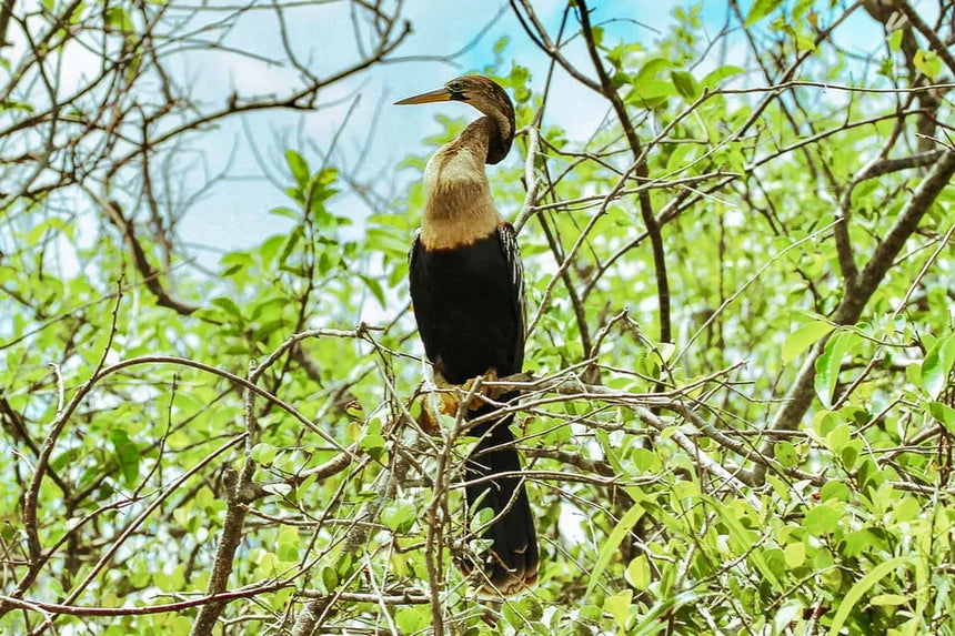 Miami Boat Tour with Everglades Adventure and Wildlife Activities