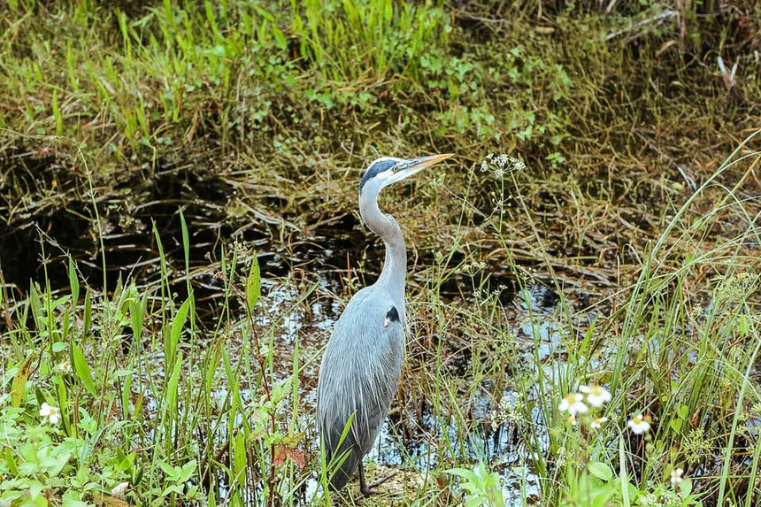 Miami Boat Tour with Everglades Adventure and Wildlife Activities