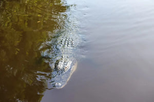 Miami Boat Tour with Everglades Adventure and Wildlife Activities