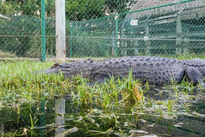 Miami Boat Tour with Everglades Adventure and Wildlife Activities