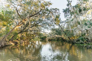 New Orleans Boat Tour Featuring Wildlife in the Barataria Swamps