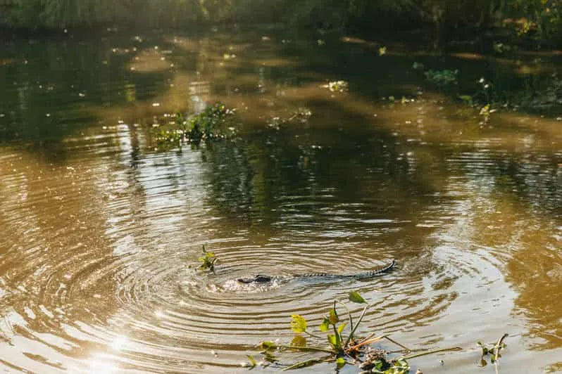 New Orleans Boat Tour Featuring Wildlife in the Barataria Swamps