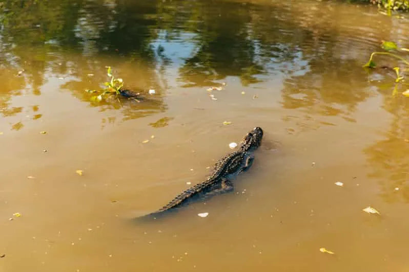 New Orleans Boat Tour Featuring Wildlife in the Barataria Swamps