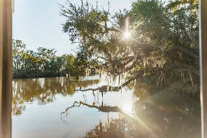 New Orleans Boat Tour Featuring Wildlife in the Barataria Swamps