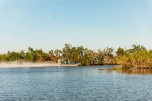 New Orleans Boat Tour Featuring Wildlife in the Barataria Swamps