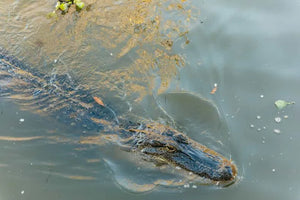 New Orleans Boat Tour Featuring Wildlife in the Barataria Swamps