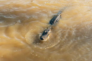 New Orleans Boat Tour Featuring Wildlife in the Barataria Swamps