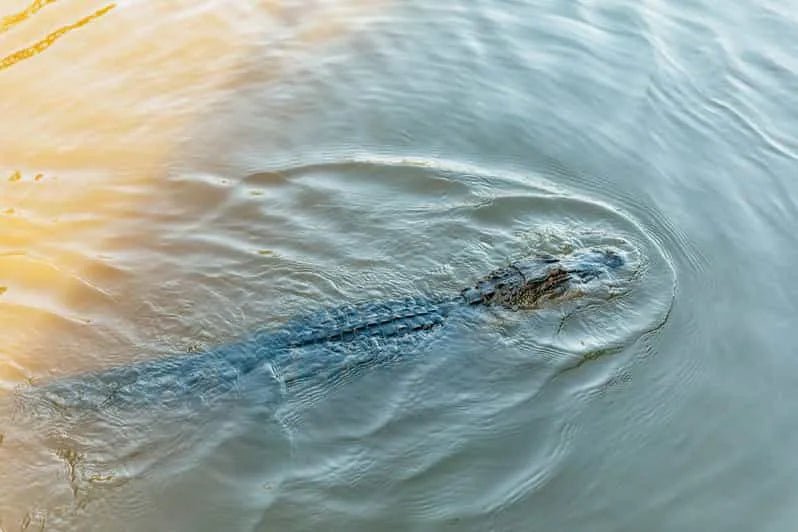 New Orleans Boat Tour Featuring Wildlife in the Barataria Swamps