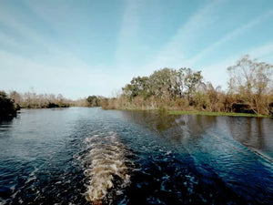 New Orleans Boat Tour Through Swamps with Wildlife and Alligator Sightings