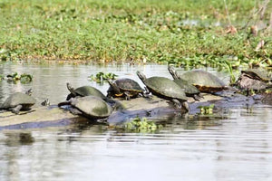 New Orleans Boat Tour Through Swamps with Wildlife and Alligator Sightings