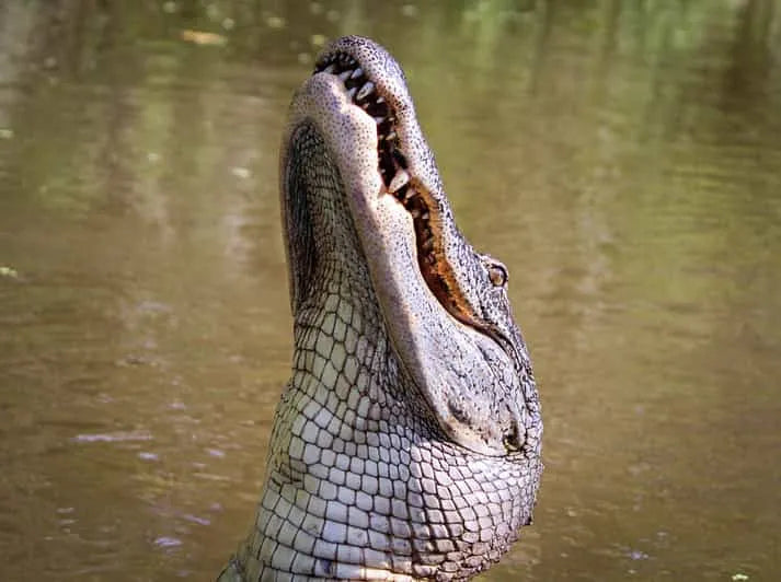 New Orleans Boat Tour Through Swamps with Wildlife and Alligator Sightings