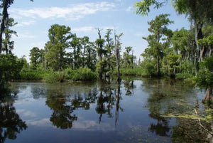 New Orleans Boat Tour Through Swamps with Wildlife and Alligator Sightings