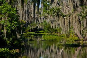 New Orleans Boat Tour Through Swamps with Wildlife and Alligator Sightings