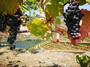 Porto Boat Tour with Farm-to-Table Lunch and Wine Tasting